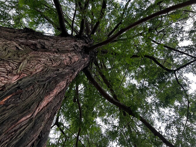 And cool trees.