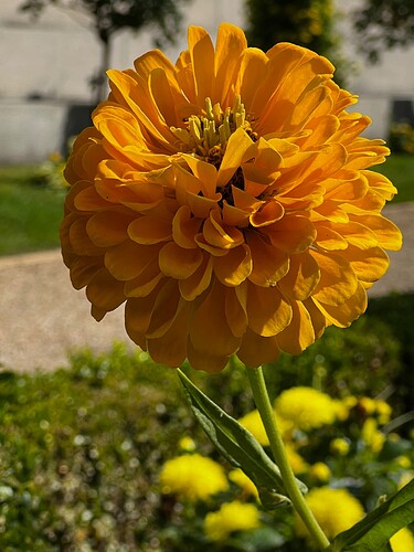 Flowers in the little park we've been frequenting.