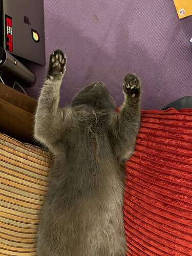 Upside-down Super Kitty!