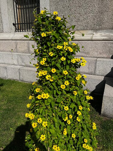 More flowers...