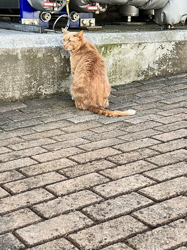 One of their new working cats. Apologies for forgetting your name.