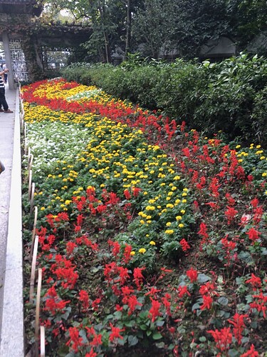 Some colorful flowers