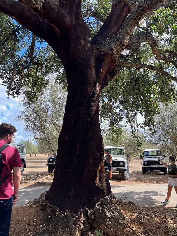 A cork tree