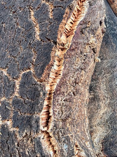 The cork before harvesting. It's really thick.