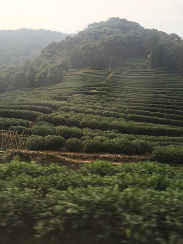 Fields of Longjing (Dragonwell) green tea