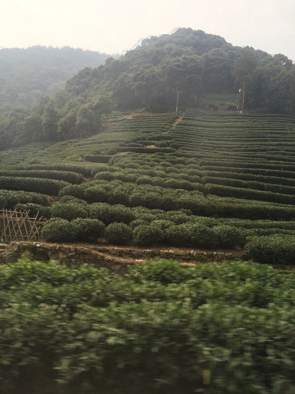 Fields of Longjing (Dragonwell) green tea