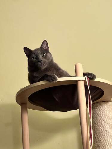 Surveying his domain from on high