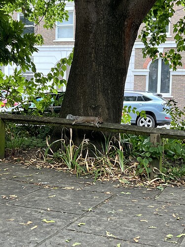 My lunch pal at the tiny park across the street from the theatre.
