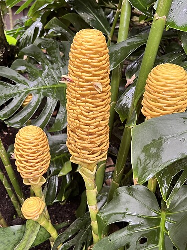 Some flower I can't identify