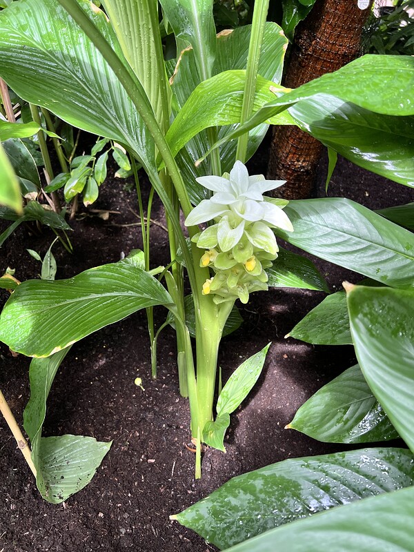 Turmeric
